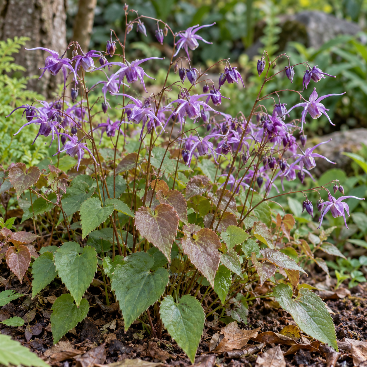 Epimedium grandiflorum 'Lilafee'
