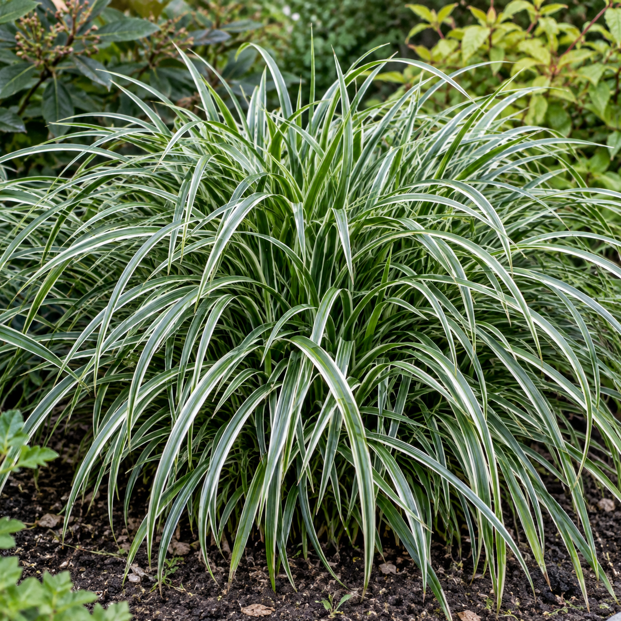 Carex morrowii 'Ice Dance'