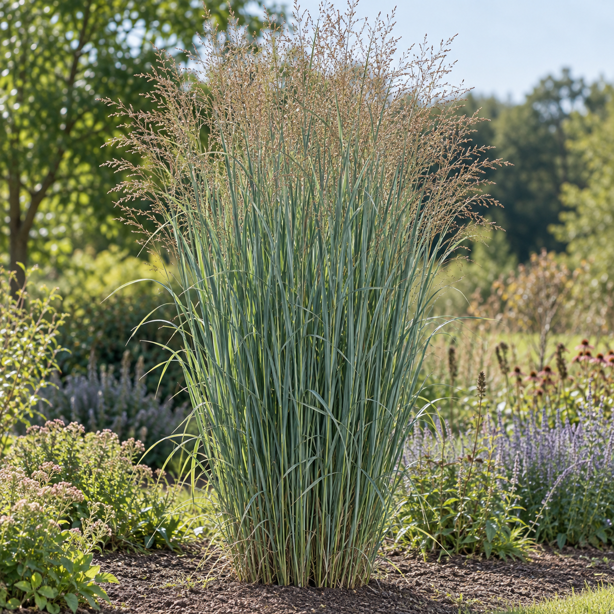Rutenhirse ‘Northwind’ (Panicum virgatum ‘Northwind’)